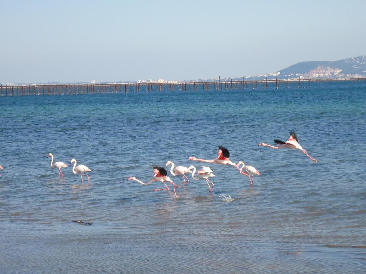 לינה וארוחת בוקר מרסיאן Au Bord De Thau מראה חיצוני תמונה